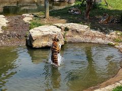 -常州淹城野生动物世界