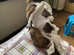 -佳怡动物医院·平价24小时·猫专科骨外科