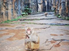 -海南热带野生动植物园