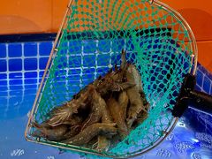 -扶摇树下·椒麻鲜活虾(石家庄勒泰广场店)