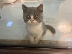 -伟伟宠物医院·瑞派猫友好医院·猫科(光谷店)