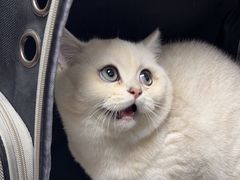 -东莞宠友24H宠物中心医院·转诊夜诊·异宠(新河北路院)