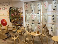 -柴迷FANS CLUB·柴犬狗咖·猫咖