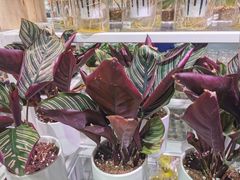 -KKV(深圳宏发大仟里店)