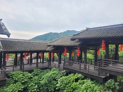 -大唐贡茶院