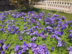 iphone_upload_pic-上海鲜花港