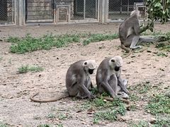 -上海野生动物园