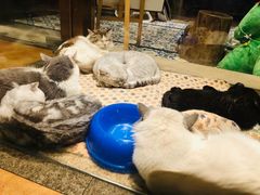 -more than meow吴止猫主题餐厅(承德 中船汇店)