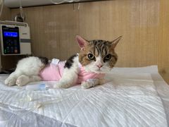 -北京观赏动物医院·24小时大型综合·猫专科·异宠专科