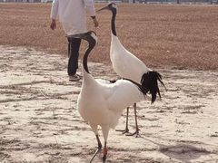 -盐城丹顶鹤湿地生态旅游区