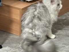 -瑞派康怡24h宠物医院·犬猫医疗中心·微创绝育(瑞景分院)