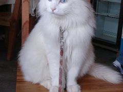 -Babycat私家御饼屋(龙头路一店)