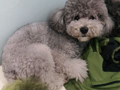 -宠福鑫康馨动物医院·骨科·眼科