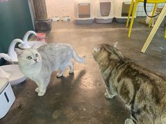 -喵屿·大理花园猫咖