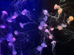-欢乐海岸海洋奇梦馆