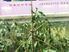 -上海昆虫博物馆