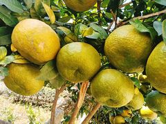 -梅州天地人花园酒店(梅县人民广场店)