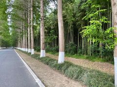 -黄海国家森林公园