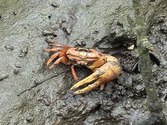 -东寨港红树林旅游区