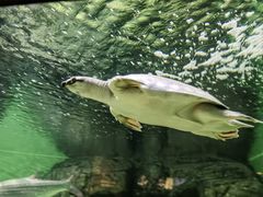 -上海海洋水族馆