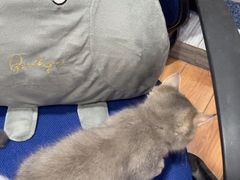 -瑞派名望志远动物医院·猫科·內科·异宠专科(直港大道店)