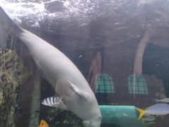 -悉尼海洋生物水族馆