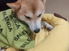 -逗柴咖啡屋·狗咖猫咖宠物桌游