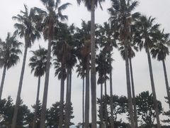 -柱状节理带