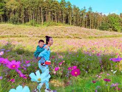 -大塘金香草谷