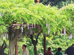 -嘉定紫藤园