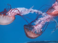 -大连老虎滩海洋公园