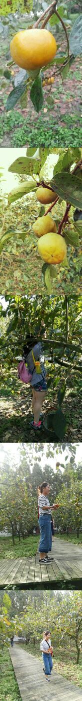 -武汉世外桃源农庄