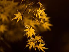 -上海市龙华烈士陵园