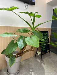 -莫纳瑜伽·普拉提