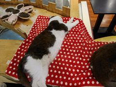 -猫小院猫主题咖啡厅(北锣店)
