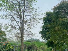 -中国科学院西双版纳热带植物园