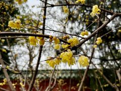 -报恩寺(平武县)