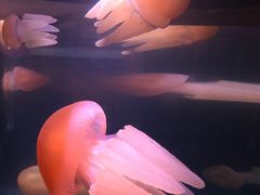 -悉尼海洋生物水族馆