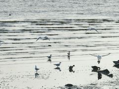 -深圳湾公园(南山区)