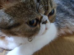 -李小姐の猫咖啡馆(五角场店)