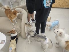 -怪兽屋·羊驼·猫咖·狗咖(俊华广场店)