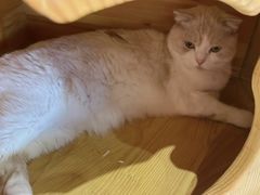 -藏猫猫咖啡主题馆(中央大道店)