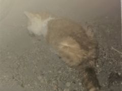 -美联众合动物医院·内科·皮肤科·外科(古城分院)