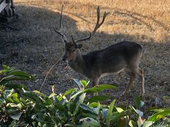 -合肥野生动物园
