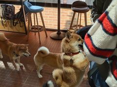 -柴犬高等学院·狗咖·柴犬售卖·宠物训练