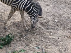-大青山野生动物园