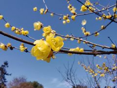 -香山公园