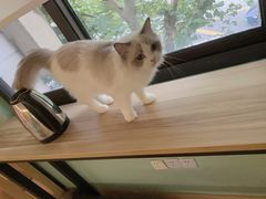 -Bastet sally猫舍购宠(静安店)