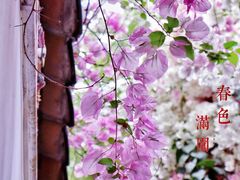 -深圳国际园林花卉博览园