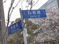 -高东镇樱花园